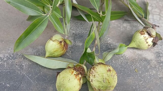Video of Mesua ferrea tree & fruits from India.