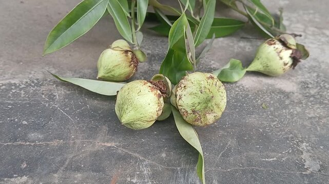 Video of Mesua ferrea tree & fruits from India.