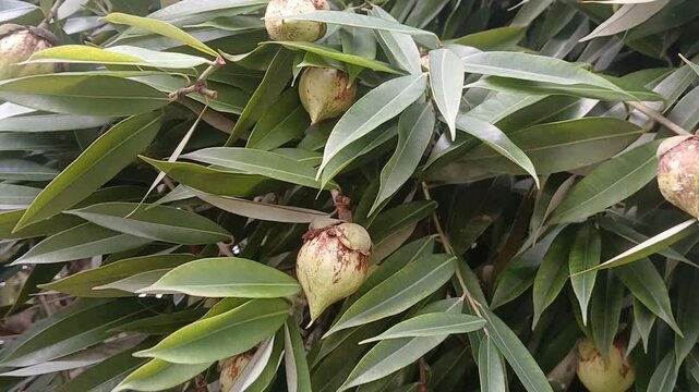 Video of Mesua ferrea tree & fruits from India.