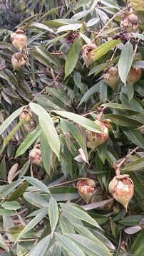Video of Mesua ferrea tree & fruits from India.