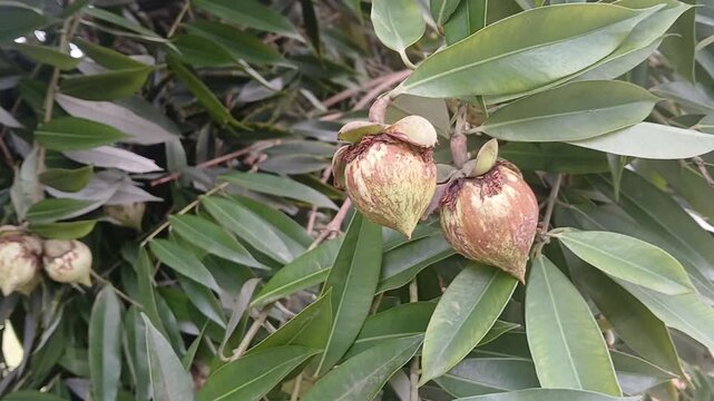 Video of Mesua ferrea tree & fruits from India.