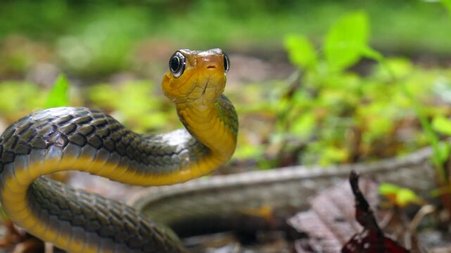 Common Sipo (Chironius exoletus) facing camera and protruding tongue. Yasuni National Park, Orellana province, the Ecuadorian Amazon.