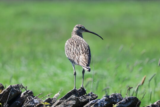 the Eurasian curlew (Numenius arquata) UK uplands during spring