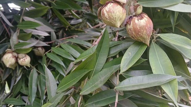 Video of Mesua ferrea tree & fruits from India.