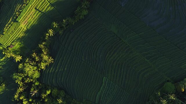 Spectacular drone flyover of sustainable Belimbing rice fields Bali &ndash; Beautiful agricultural landscape in warm morning sun, premium Indonesia travel tourism and green farming advertising