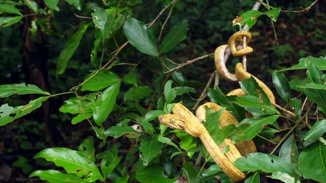 Garden Tree Boa (Corallus hortulanus) striking in slow motion. This arboreal species feeds on birds and bats.  Yasuni National Park, Orellana province, the Ecuadorian Amazon.