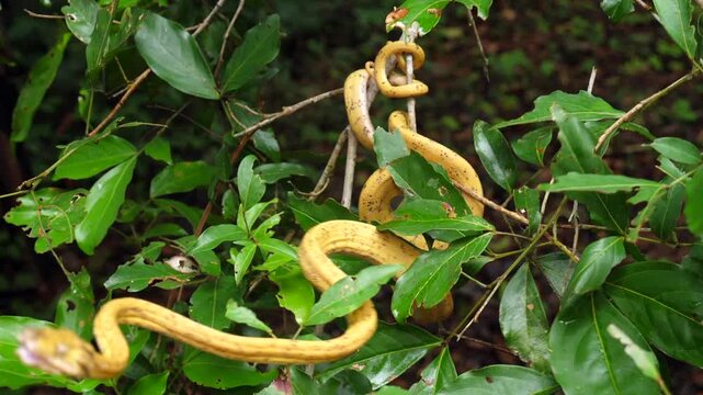 Garden Tree Boa (Corallus hortulanus) striking in slow motion. This arboreal species feeds on birds and bats.  Yasuni National Park, Orellana province, the Ecuadorian Amazon.