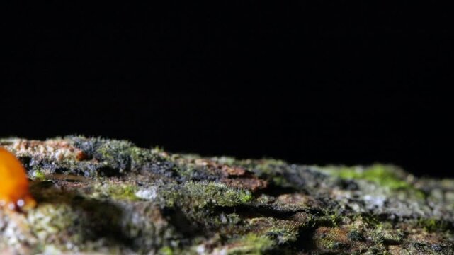 Termites walking along a branch in slow motion. In the Ecuadorian Amazon, Yasuni National Park, Orellana province.