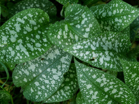 green leaf with water drops