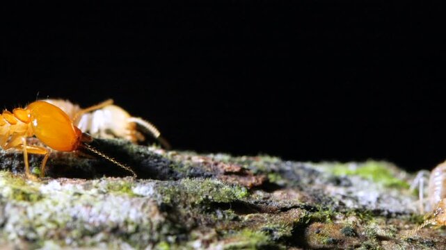 Termites walking along a branch in slow motion. In the Ecuadorian Amazon, Yasuni National Park, Orellana province.