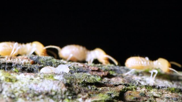 Termites walking along a branch in slow motion. In the Ecuadorian Amazon, Yasuni National Park, Orellana province.