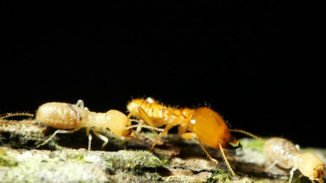 Termites walking along a branch in slow motion. In the Ecuadorian Amazon, Yasuni National Park, Orellana province.