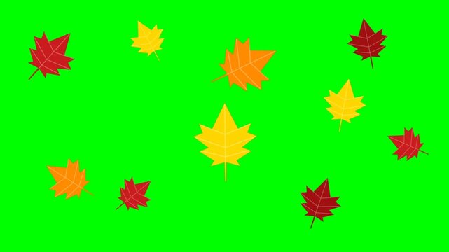 Animated Colorful Maple Leaves Falling Down on Green Screen Background