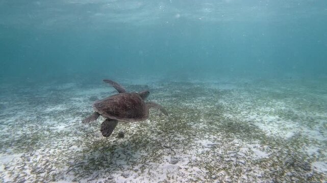The green sea turtle (Chelonia mydas) with cleane fish is greazing on seagrass. Green sea turtles have a variety of parasites including barnacles, leeches, protozoans, cestodes, and nematodes.	