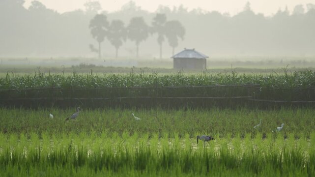 Bogura, Bangladesh - 17 May 2026: View of herons and egrets standing in lush green rice fields with a small hut and misty trees in the background.