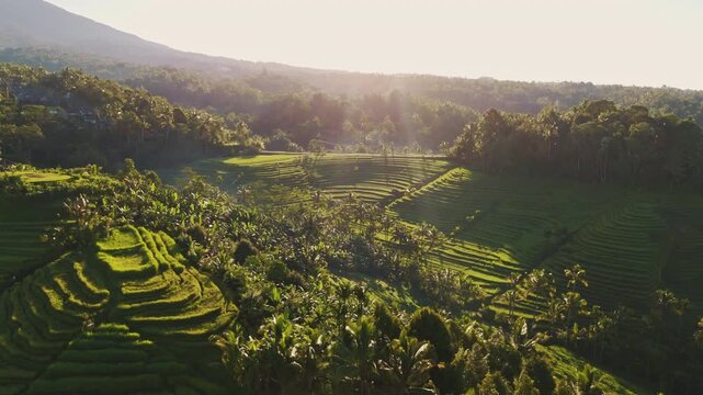 Breathtaking high angle panorama of remote Belimbing rice terraces &ndash; Dramatic misty tropical valley in soft sunrise glow, unique Bali countryside background asset for commercial use