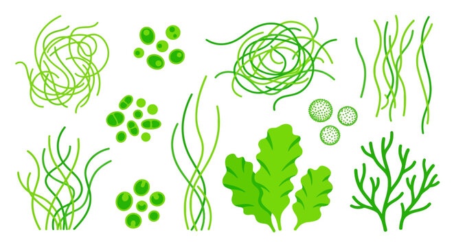 Green seaweed and algae vector illustration on a white background
