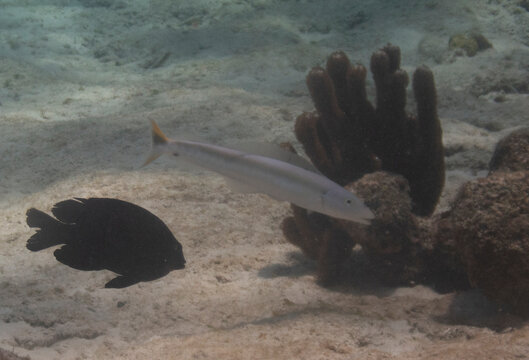 Sand Tilefish