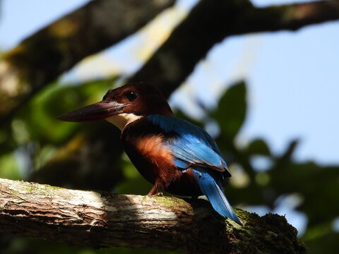 White-throated Kingfisher