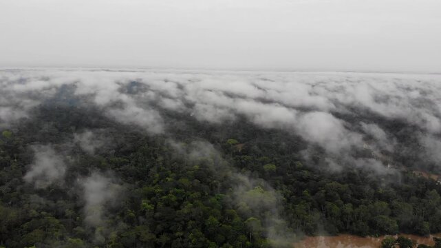 Aerial view of the misty rainforest canopy and Rio Tiputini at dawn. The river flooded following days of heavy rainfall. Rainforest bordering Rio Tiputini in Yasuni National Park, Ecuador.