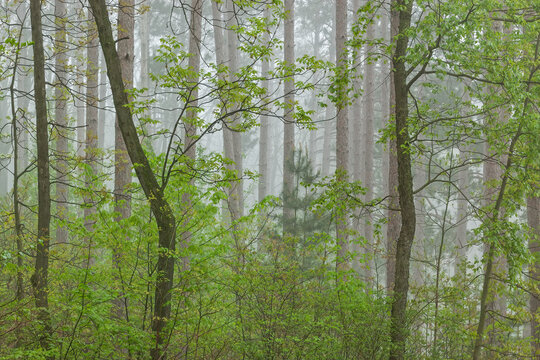 Landscape of spring woodland in fog, Kellogg Forest, Michigan, USA