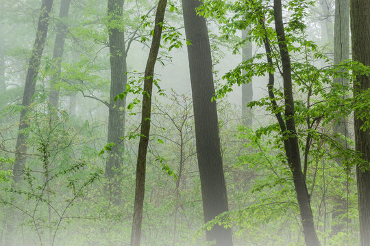 Landscape of spring woodland in fog, Kellogg Forest, Michigan, USA