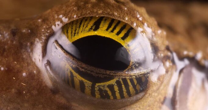Manaus Slender-legged Treefrog (Osteocephalus taurinus) blinking, Yasuni National Park, Orellana province, the...