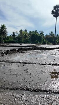 Scenic tropical paddy field with wet muddy soil ready for rice planting. Peaceful agricultural landscape showing rural farming traditions and sustainable food production.
