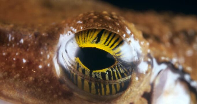 Manaus Slender-legged Treefrog (Osteocephalus taurinus) blinking. Close up of eye showing characteristic pattern in iris. Yasuni National Park, Orellana province, the Ecuadorian Amazon.