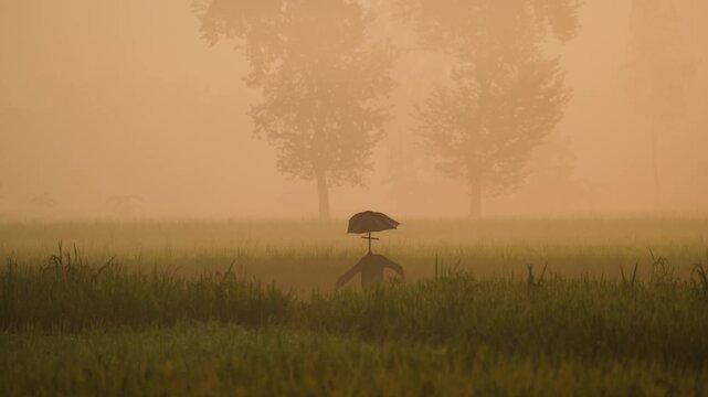 Bogura, Bangladesh - 17 May 2026: View of a scarecrow standing in a lush green field during a foggy morning with birds flying overhead.