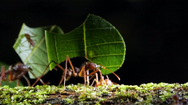Leaf Cutter Ants (Atta sp.) carrying a leaf along a branch in slow motion. In the Ecuadorian Amazon, Yasuni National Park, Orellana province.