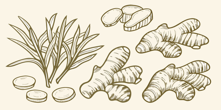 Ginger Roots And Leaves Hand Drawn Vintage Style Illustration
