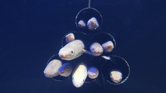 Eels resting inside hanging tubes and opening mouths in aquarium