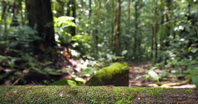 Leaf Cutter Ants (Atta sp.) walking along a log. With pristine rainforest in background, Yasuni National Park, Orellana province, the Ecuadorian Amazon.
