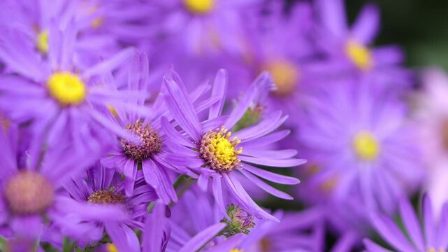 Beautiful violet-yellow aster blossoms, 
violet-yellow flower bed with mountain asters, purple blossoms of a wild aster, a bed with purple blossoms, Aster amellus