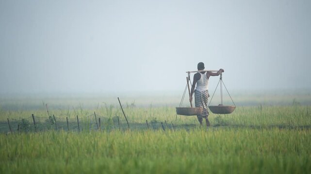 Bogura, Bangladesh - 17 May 2026: View of a farmer carrying two baskets on a yoke across his shoulders while walking through a misty green field at dawn.