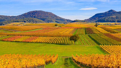 Fototapeta premium Vineyards in autumn with colorful leaves across rolling hills under a clear sky