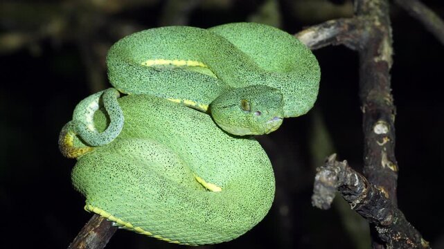 Two-striped forest pitviper (Bothriopsis bilineata). In a tree in the rainforest understory at night in Yasuni National Park, Orellana province, the Ecuadorian Amazon.