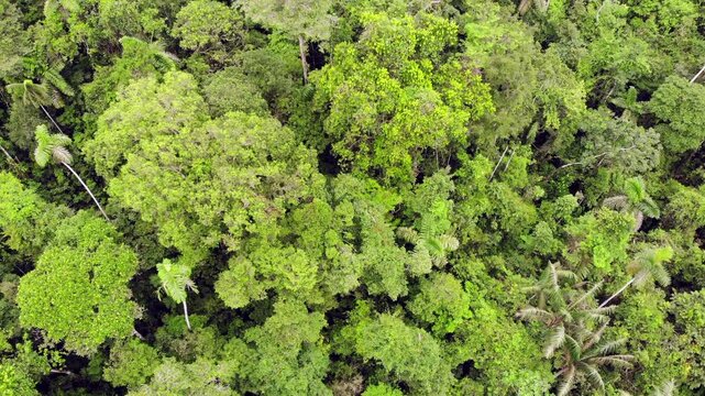 Top down aerial view of the rainforest canopy, near Rio Tiputini in Yasuni National Park, Orellana province, the Ecuadorian Amazon.