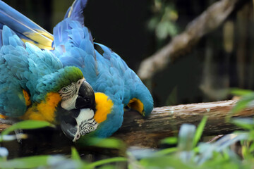 Pair of Blue-and-Yellow Macaws Showing Affection © natgi