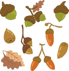 Autumn acorn collection hand drawn illustration set © Oksana Avramenko