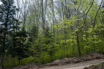 Fototapeta premium Beautiful scenery of deciduous and coniferous trees in early spring woodland