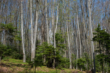 Fototapeta premium Beautiful scenery of deciduous and coniferous trees in early spring woodland