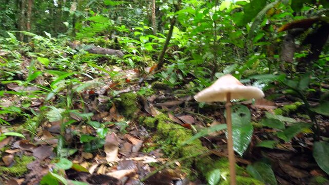 Pan to a very large mushroom growing in the rainforest. In Yasuni National Park, Orellana province, Ecuador