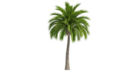 Single palm tree in monochrome background, with white base, green leaves © QBeStock