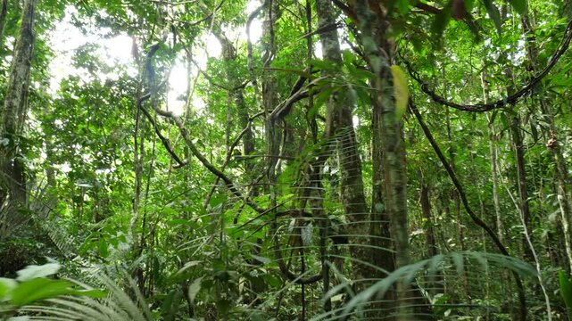 Walking through a tangle of lianas in tropical rainforest. In Yasuni National Park, Orellana province, Ecuador