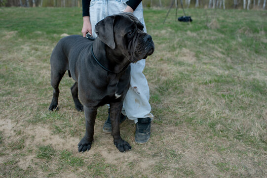 Powerful Italian Mastiff standing on the grass with its owner