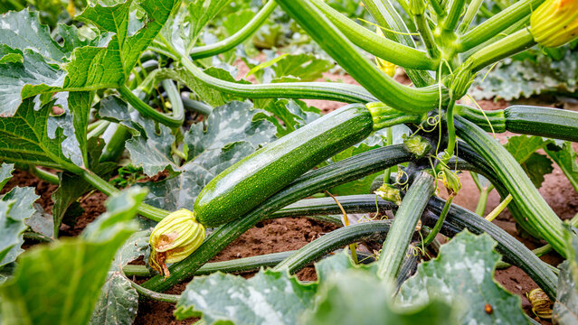 Fresh zucchini growing in a vegetable garden during summer season