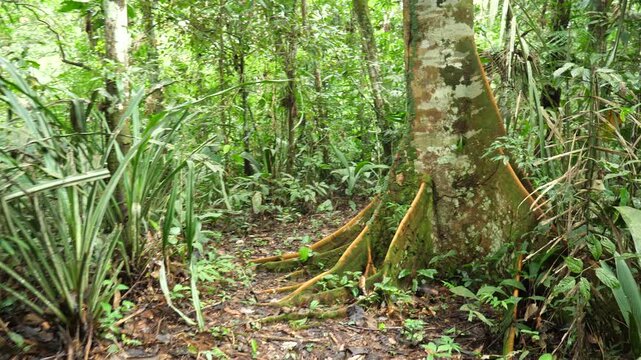 Walking through pristine lowland tropical rainforest, Ecuador. In Yasuni National Park, Orellana province, Ecuador
