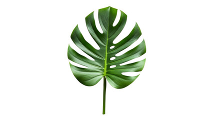 Intricate monstera leaf silhouette with detailed veining against dark background, green venation texture © QBeStock